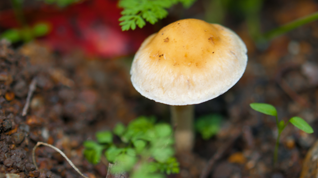 Photography | Alum Rock Park | Mushroom